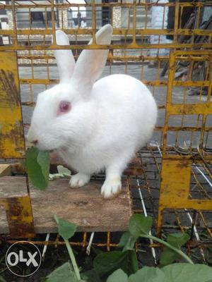White Rabbit In Cage