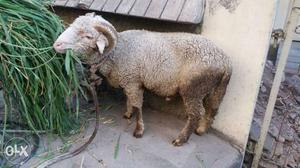 White Ram In Hyderabad