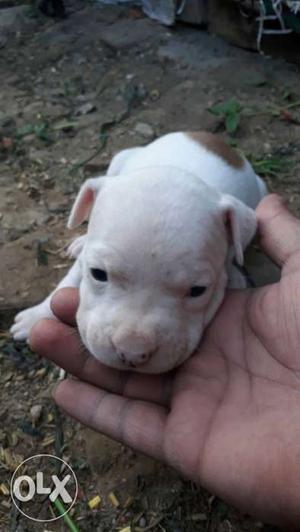 White Short Coated Puppy pitbull 1 female 1 male