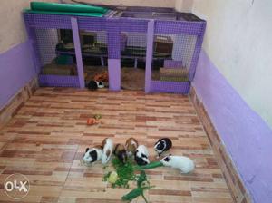 White & brown-and-black & white Guinea Pigs 6 for 
