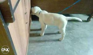 White lab puppy 4 sale 2mnth old..3 vactn cmplt