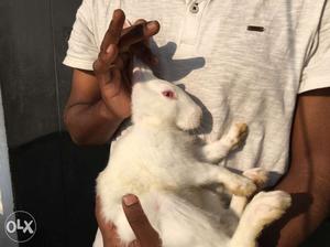 White pair rabbits for sale 7months grown ready to give