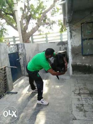 Yadav Dog Training