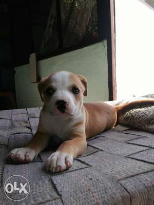 1 and helf month old puppy (Pitbull female puppy)