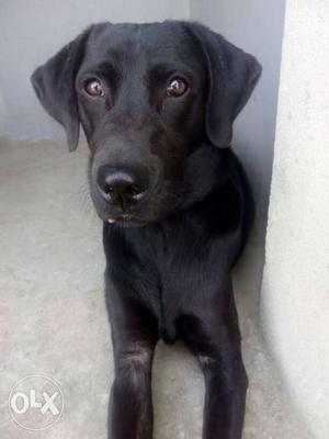 1 year old. Belgium Labrador dog