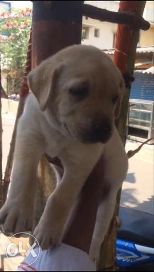 100% pure lab male female puppys avaliable