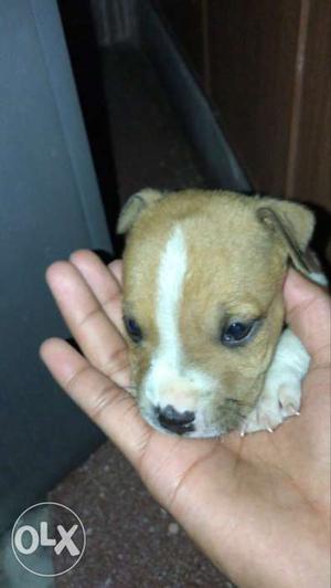 100% pure pitbull female puppy. brown and white.