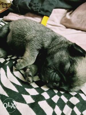 15 days cute female Pug Puppy for sale. Brokers,