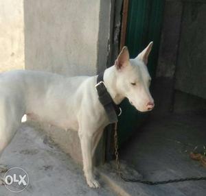 1½year female bulter for sale near heat.pure white