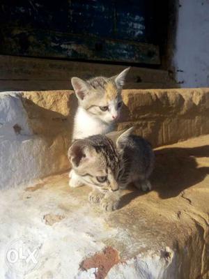 2 Brown Mackerel Tabby Kittens