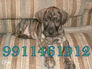 2 Month Old Brindle Great Dane Male Top Quality Male For