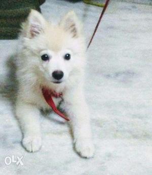 2 and half months old Samoyed for sale