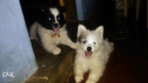 2 months old terrier male puppy for sale