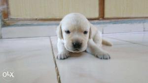 2 weeks old Pure Labrador puppies for sale in Arakkonam,