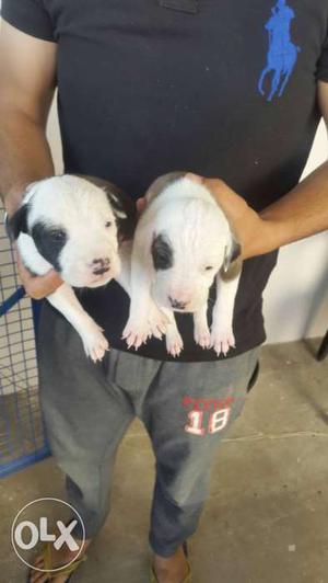 20 Days age Bullterrier Puppies of best quality