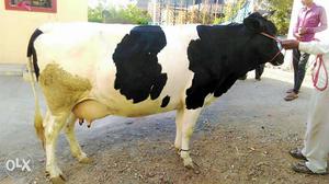 20Ltr/day hf cow for sale