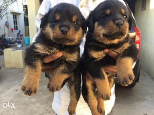 30 days old healthy Rottweiler puppies
