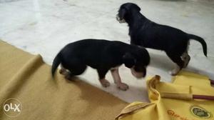 35days old lhasa apso dog male and female for