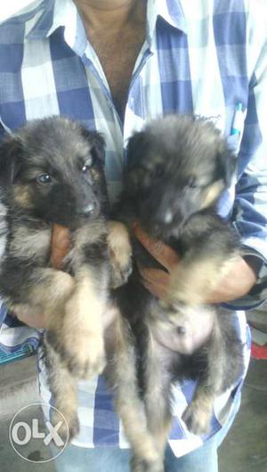 36 days GSD male pups for sale