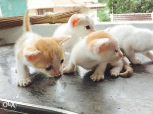 4 White-and-orange Short Fur Kittens