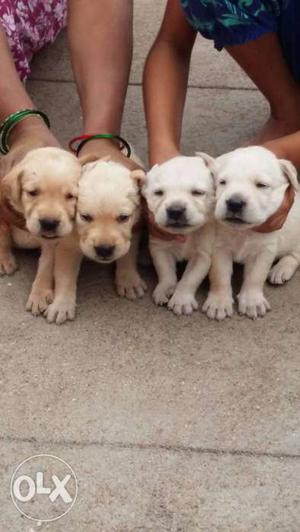 4 female's laberda puppies 23 days puppies for each rs