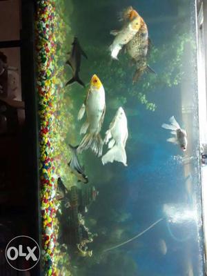 5 ×3 fish tank with 16 diferent fish