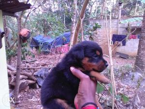 50days Rott puppy for sale
