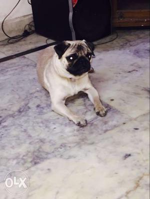 8months old pug male dog very active family dog
