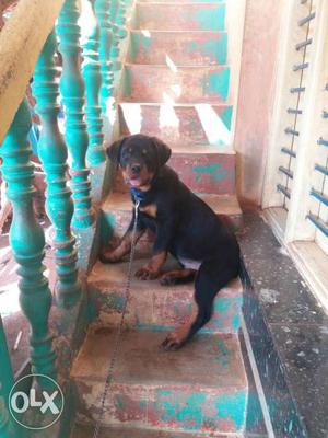 Adolescent Black And Tan Rottweiler