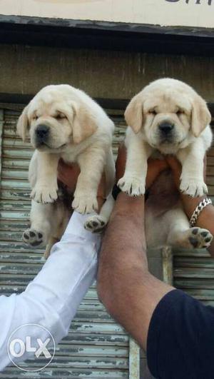 All types of Dog Breed kindly contact for more