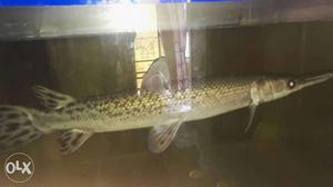 Alligater gar fish 24 inch