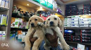 Amazing pet shop offer show specimen Labrador gsd