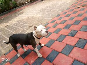 American Bully 5 months Male AND Female  Each
