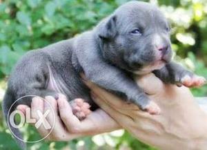 American bully Puppy hot blood line
