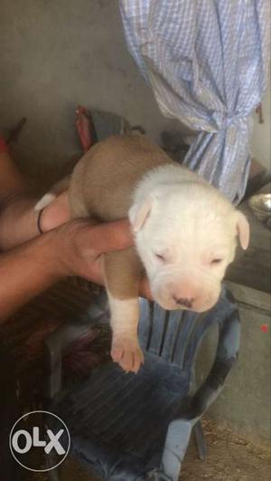 American pitbull for sale only 16 day ago only