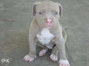 American pittbul and bully male very hard working puppies