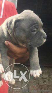 American pittbul male excellent quality of pup sell