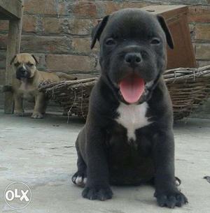 American pittbul male female gurding dog puppies sell now