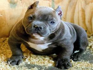 American pittbul male oosam quality puppies for sell now