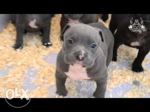 American pittbul male reasonable price so healthy puppies
