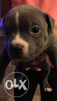 American pittbul male suitable price sell so contact me now