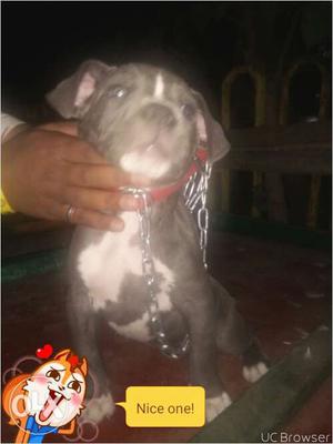 American pittbull with full marking & very