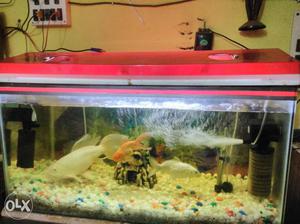 Aquarium and two white carve fish & one gold fish