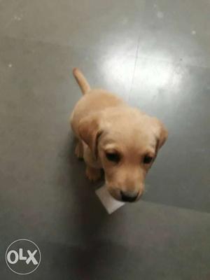 Arjent sell my 2 months Labrador female puppy healthy and