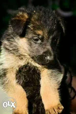 Attractive personality of GERMAN SHEPHERD Puppies