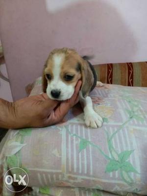 Beagel puppies available in Pune with kci papers