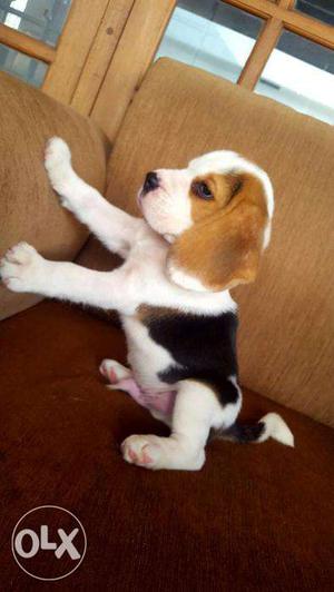 Beagle for sale in Calicut / Kerala