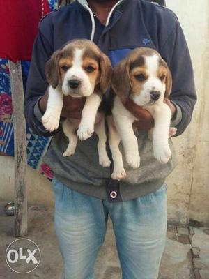 Beagle male female puppies available