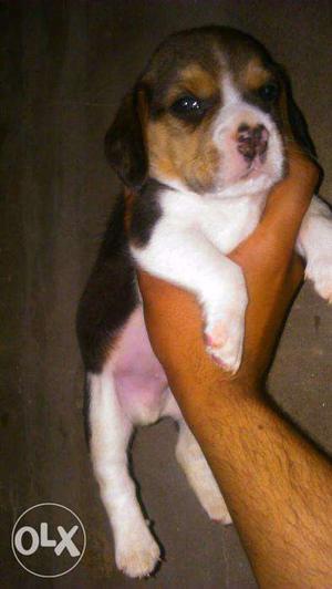 Beagle puppies available At Mister Dog