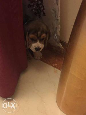 Begal Male puppy Available